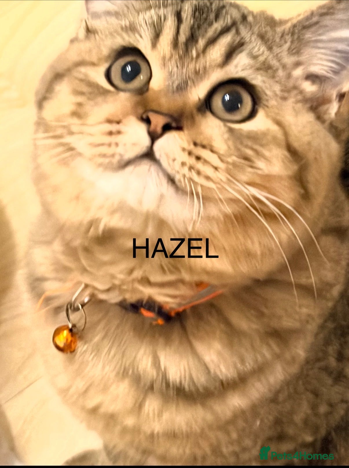 British Shorthair cats 4 kittens • Full Pedigree • Champion Blood - Advert 8