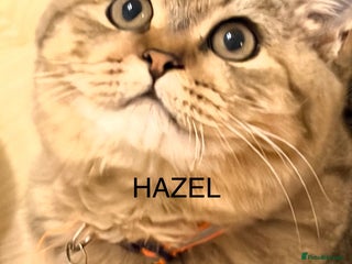 British Shorthair cats 4 kittens • Full Pedigree • Champion Blood - Advert 5