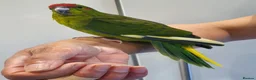 Parakeets birds for sale: Handreared baby Kakariki for sale  - Advert 1