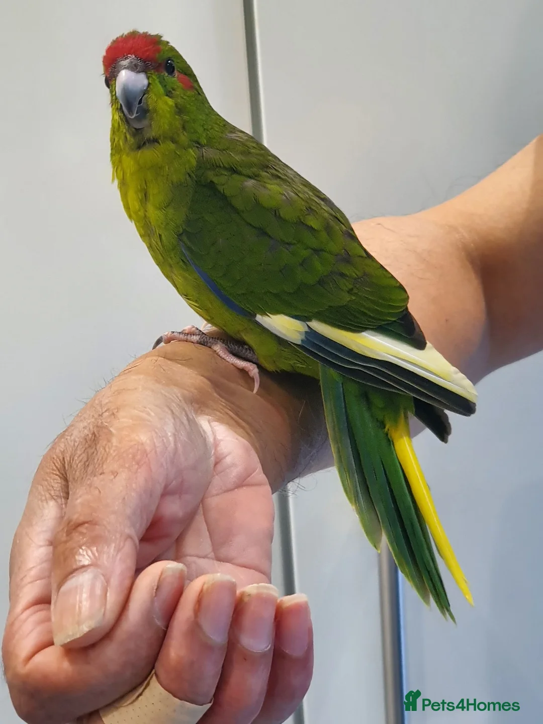 Parakeets birds for sale: Handreared baby Kakariki for sale  - Advert 1