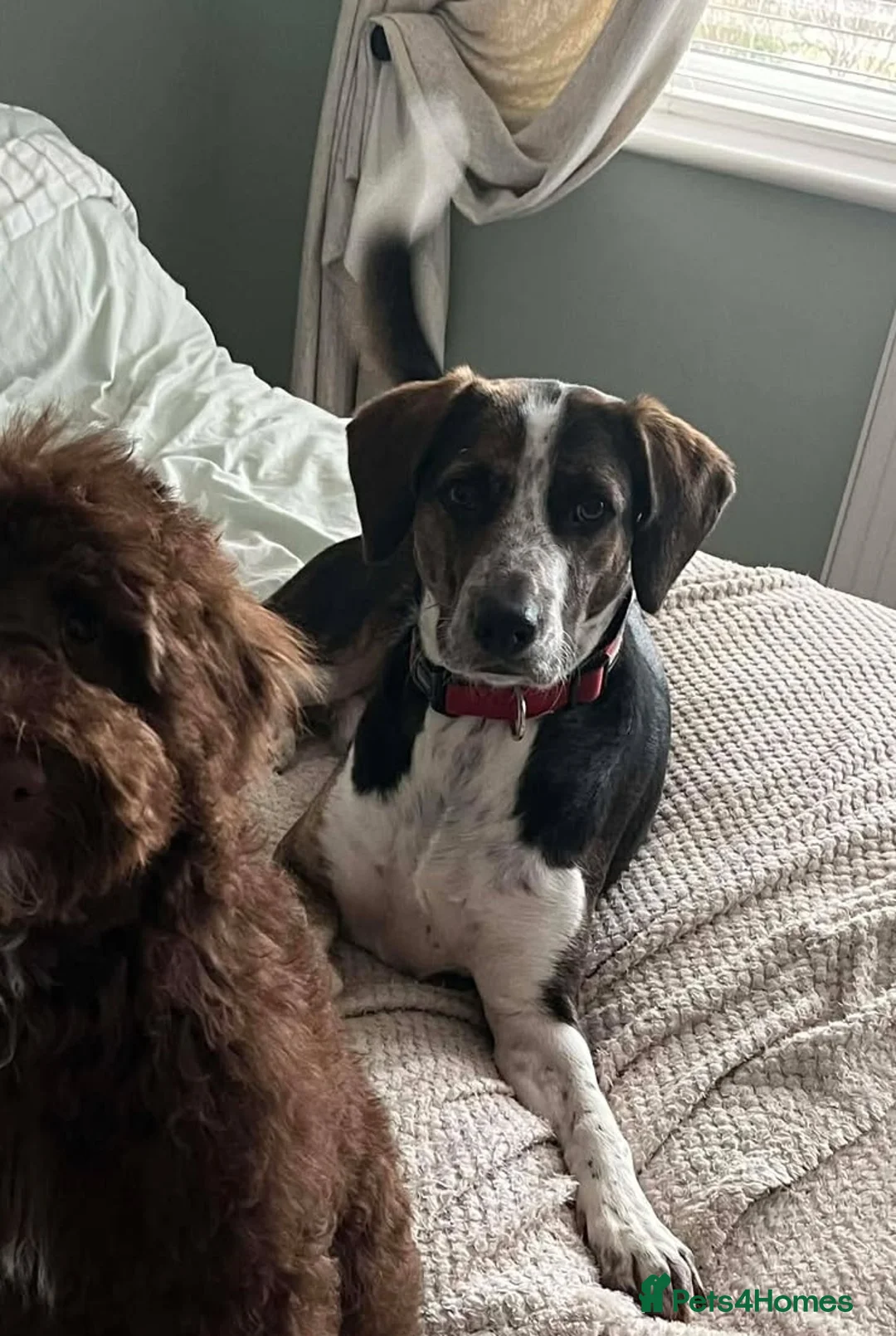 Mixed Breed dogs for adoption: WILSON - 2 Years old, Male, Hound Mix - Advert 9