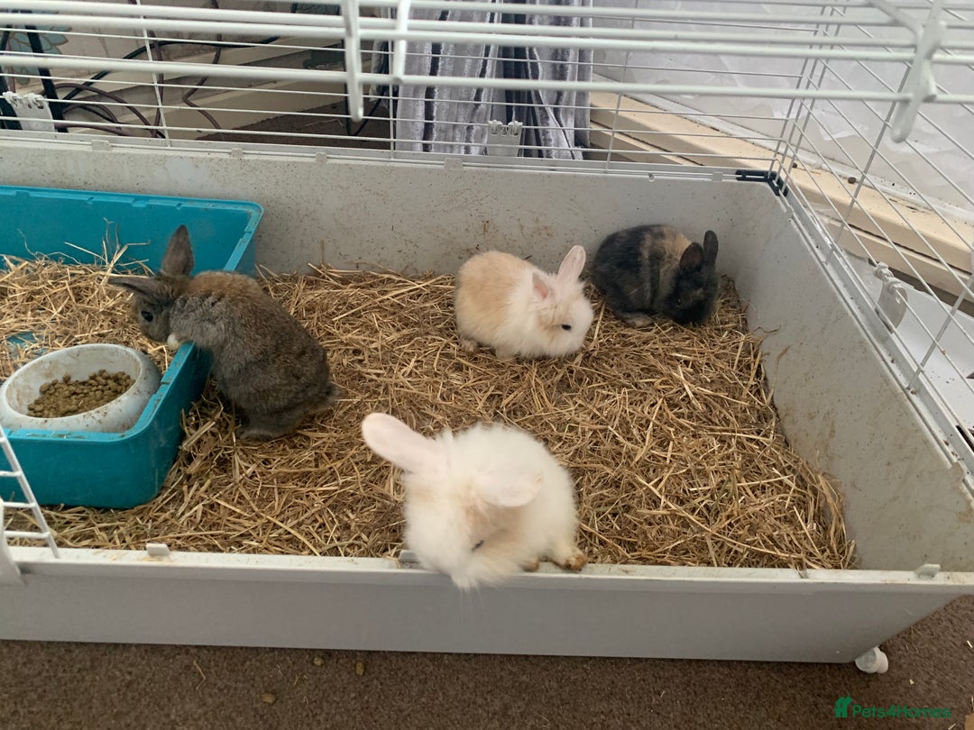 Lionhead rabbits for sale: 4 baby bunnys for sale - Image 8