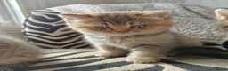 British Shorthair cats for sale: Beautiful British Shorthair Kittens - Advert 11