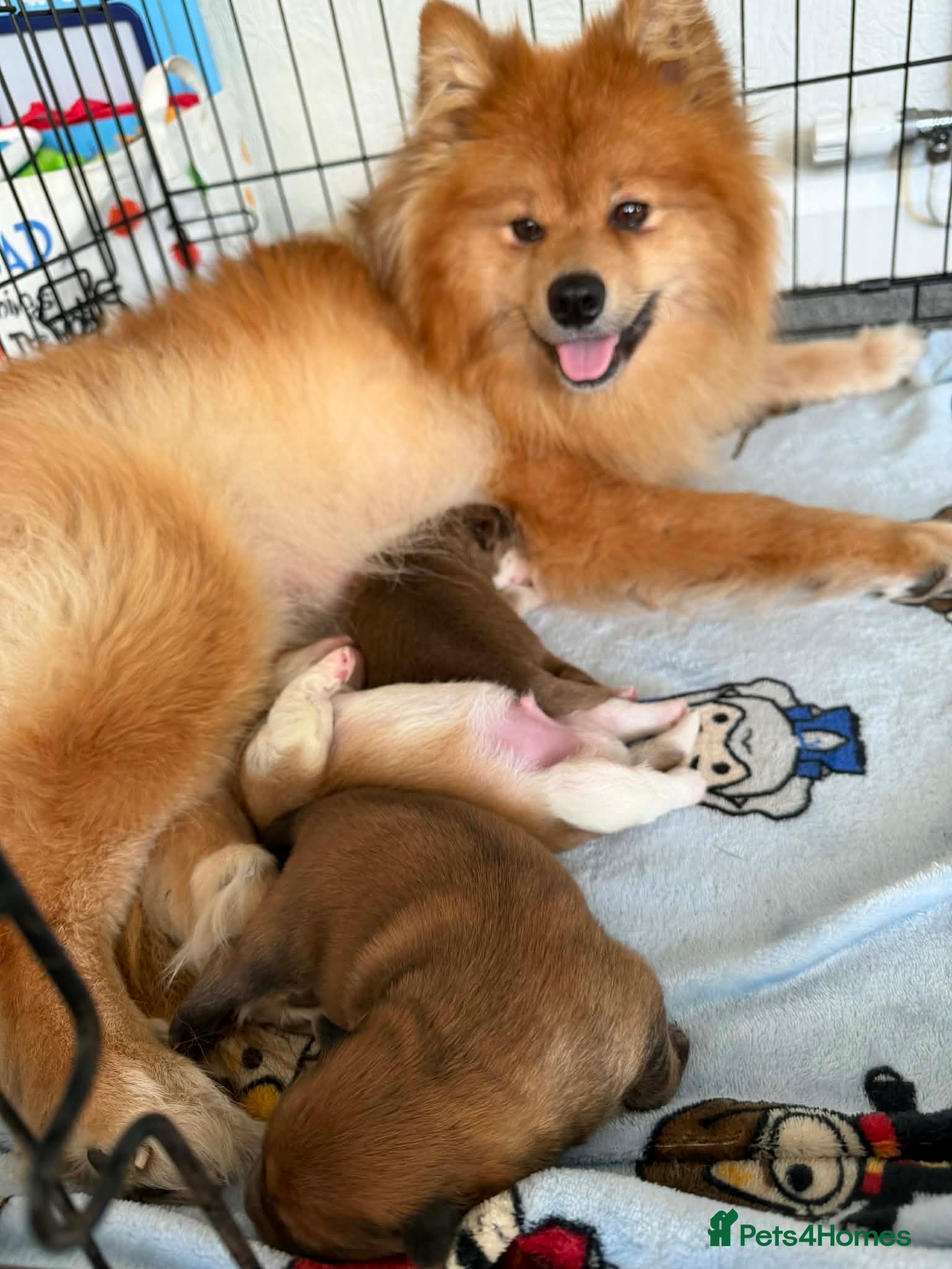 Pomeranian dogs Pomeranian Puppies - Advert 1