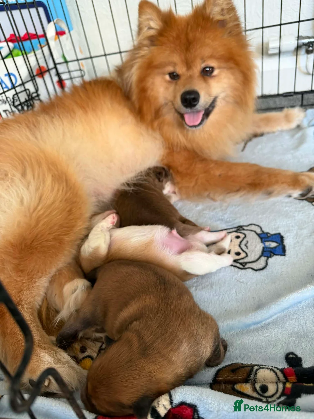 Pomeranian dogs for sale: Pomeranian Puppies - Advert 1