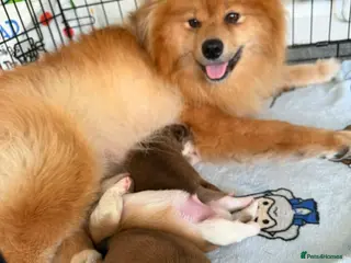 Pomeranian dogs Pomeranian Puppies - Advert 1