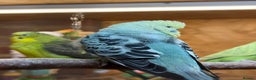 Budgerigars birds for sale: Budgies For Rehoming  - Advert 5