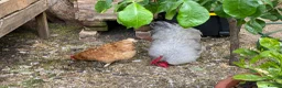 Mixed Breed poultry for sale: Beautiful Friendly Chickens & Rooster for Sale🤍🤎 - Advert 3