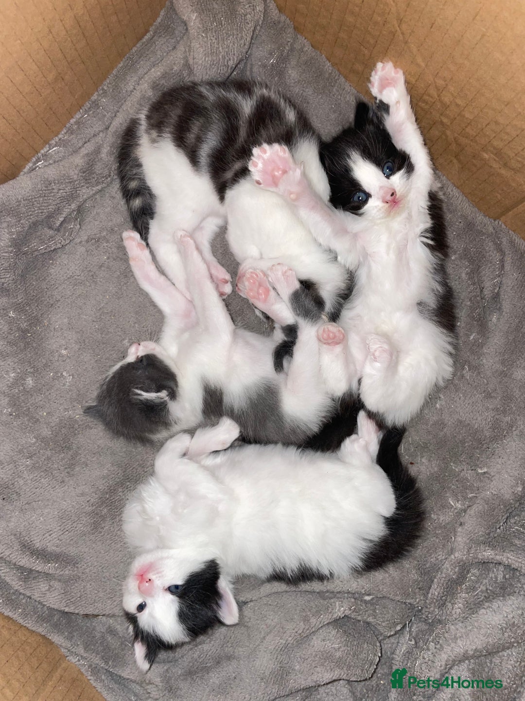 Mixed Breed cats for sale: Beautiful female kittens - Advert 8