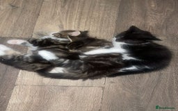 Mixed Breed cats for sale: Kittens for sale! - Image 12