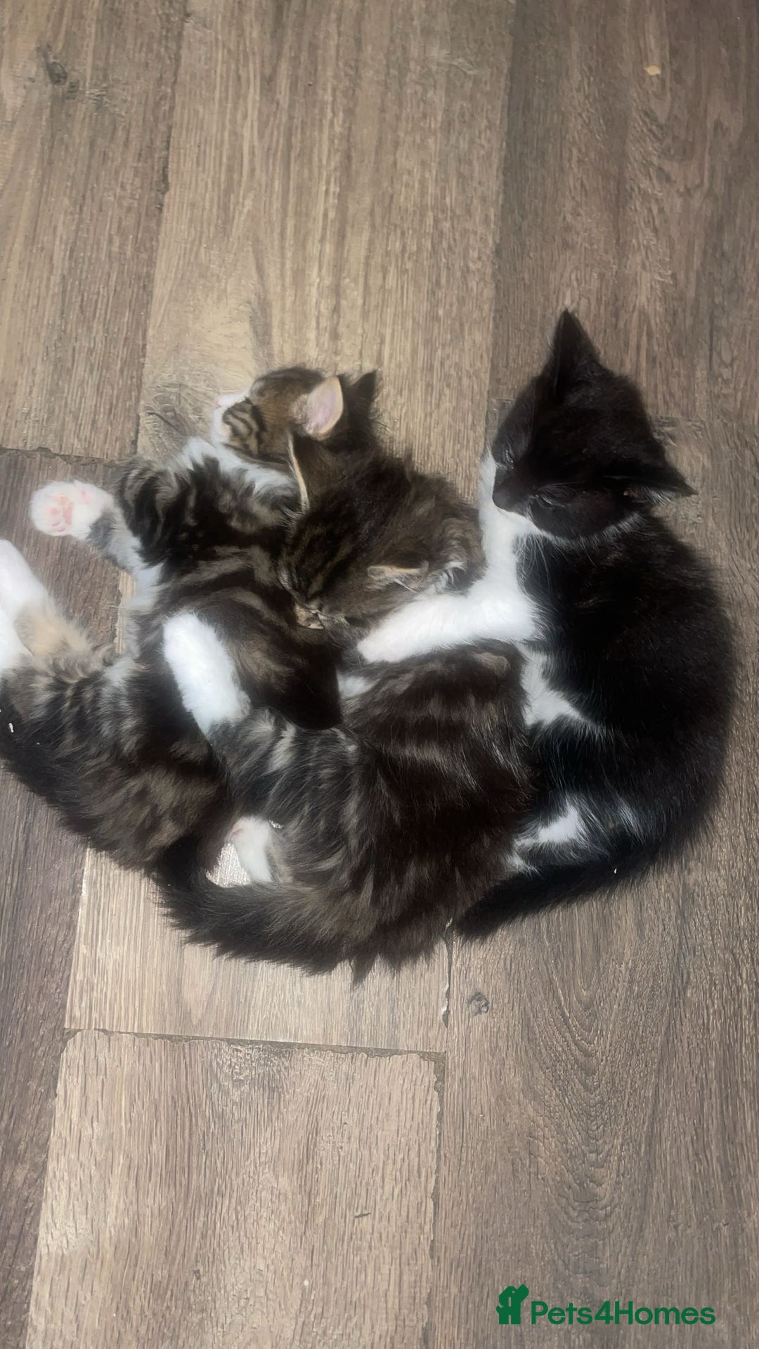 Mixed Breed cats for sale: Kittens for sale! - Image 12