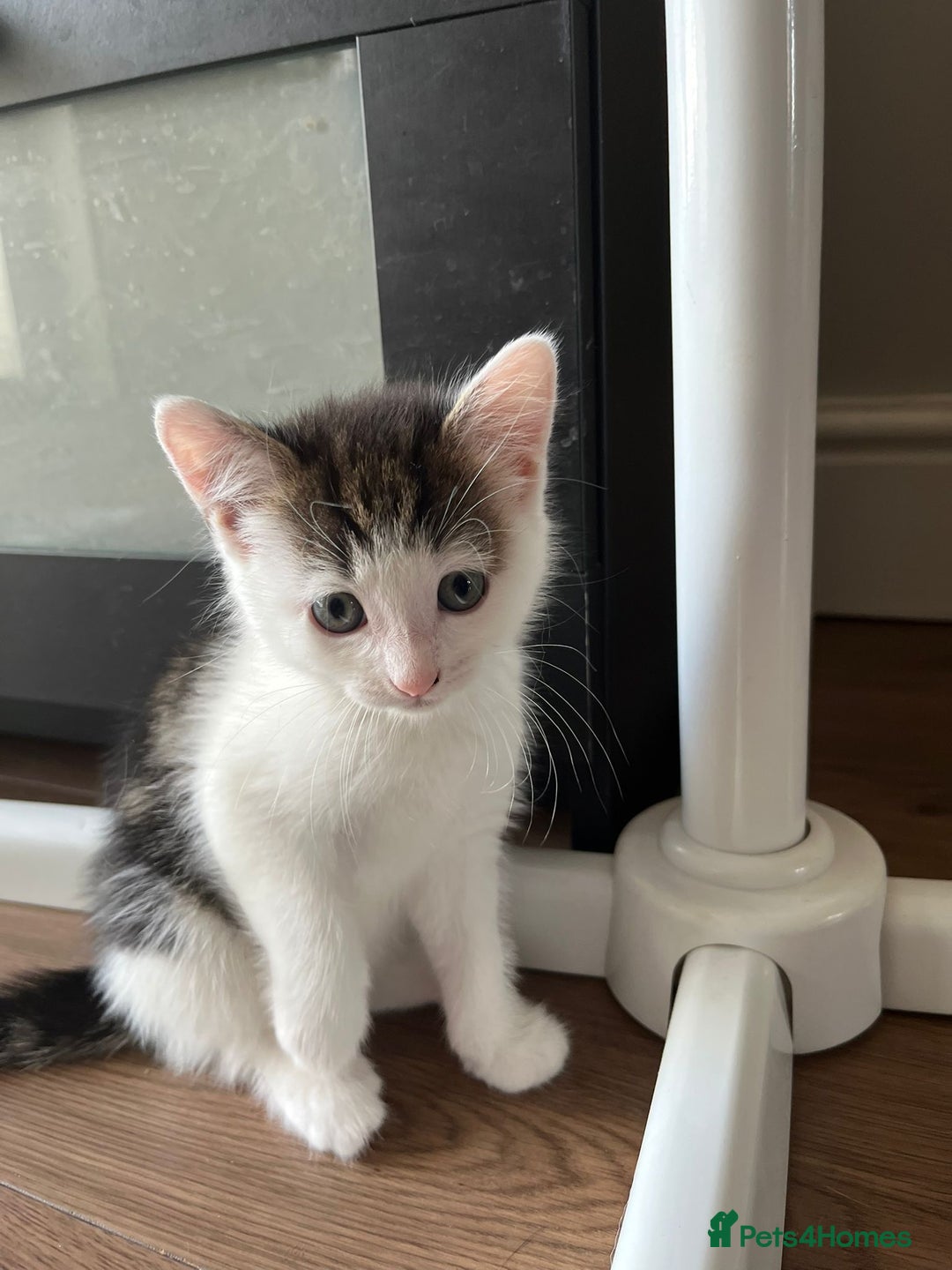 Mixed Breed cats for sale: Beautiful mixed litter  - Image 6