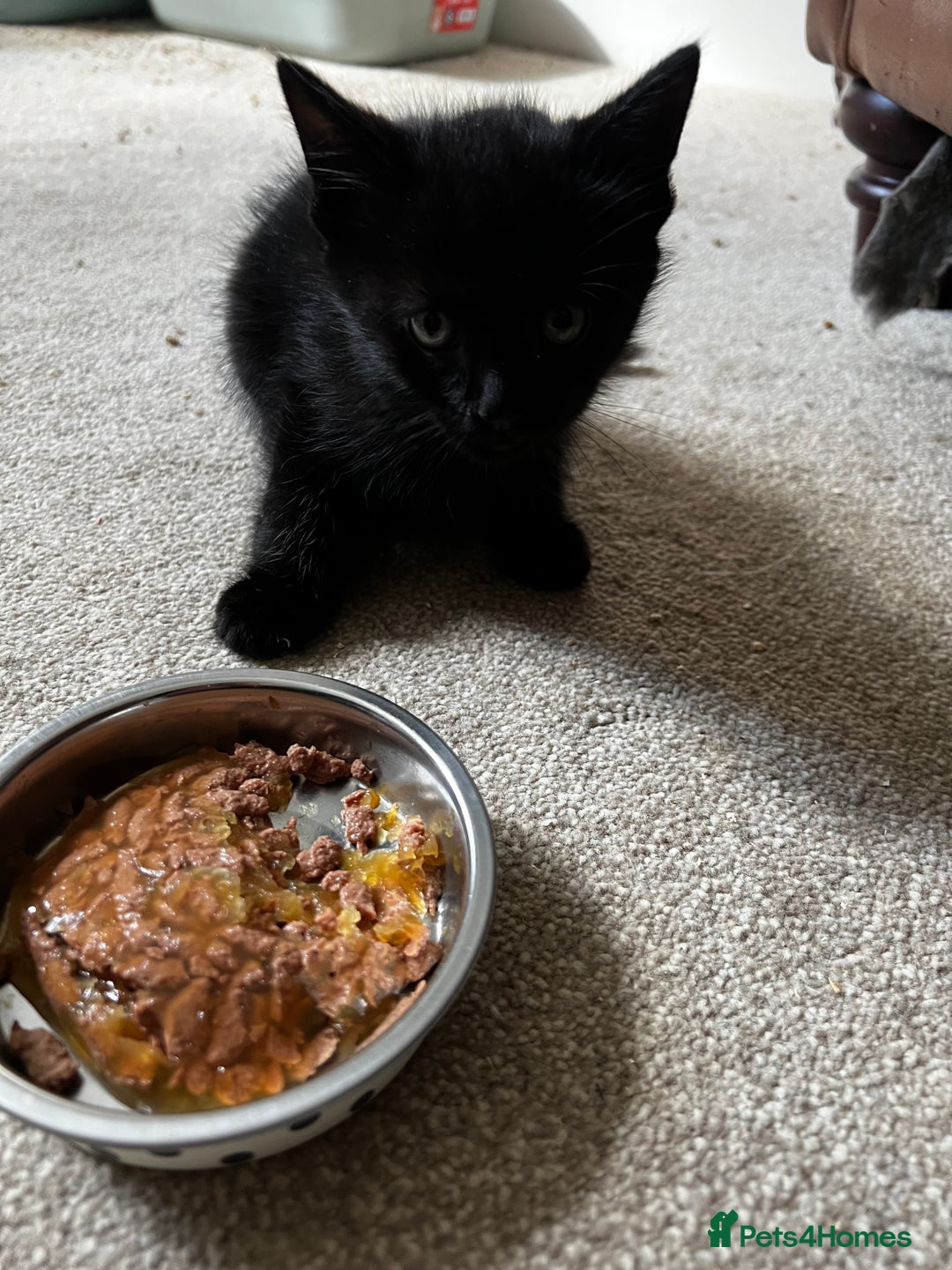 Mixed Breed cats for sale: Fluffy Mixed Breed Kittens For Sale  - Image 11