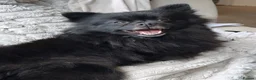 Pomeranian dogs for sale: CHAMPION LINES KC POMERANIAN PUPPIES  - Advert 8