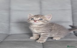 Scottish Fold cats for sale: Healthy and beautiful Scottish fold kittens - Image 13