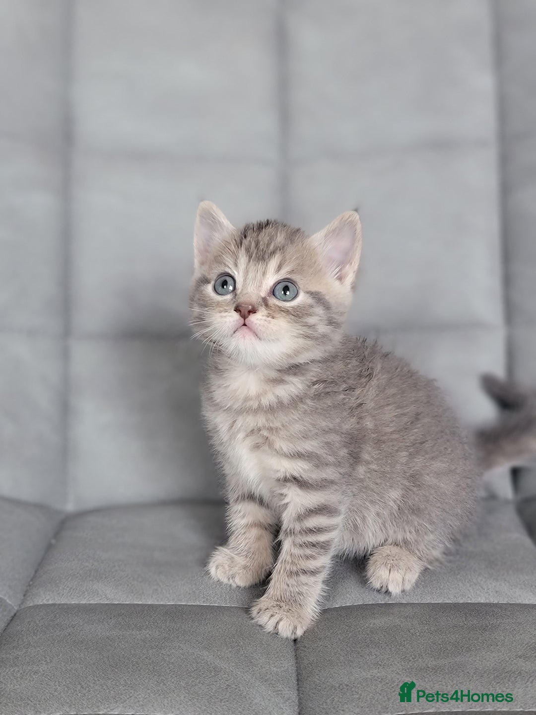Scottish Fold cats for sale: Healthy and beautiful Scottish fold kittens - Image 13