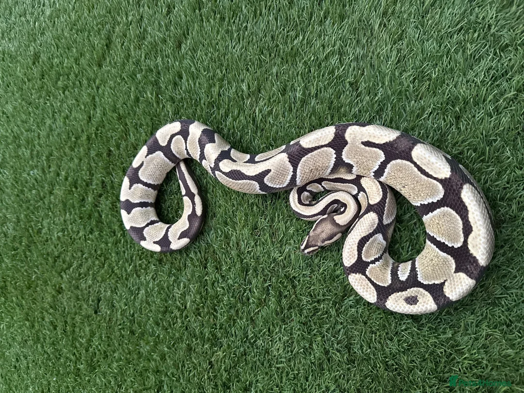 Python Snake reptiles for sale: Various Royal Pythons For Sale in Farnham - Advert 2