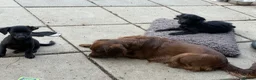 Mixed Breed dogs for sale: Beautiful Crossbreed Puppies Ready For New Home - Advert 15