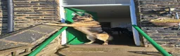 Mixed Breed dogs for sale: F1B Shepkita shepherd puppies ready to leave  - Advert 4
