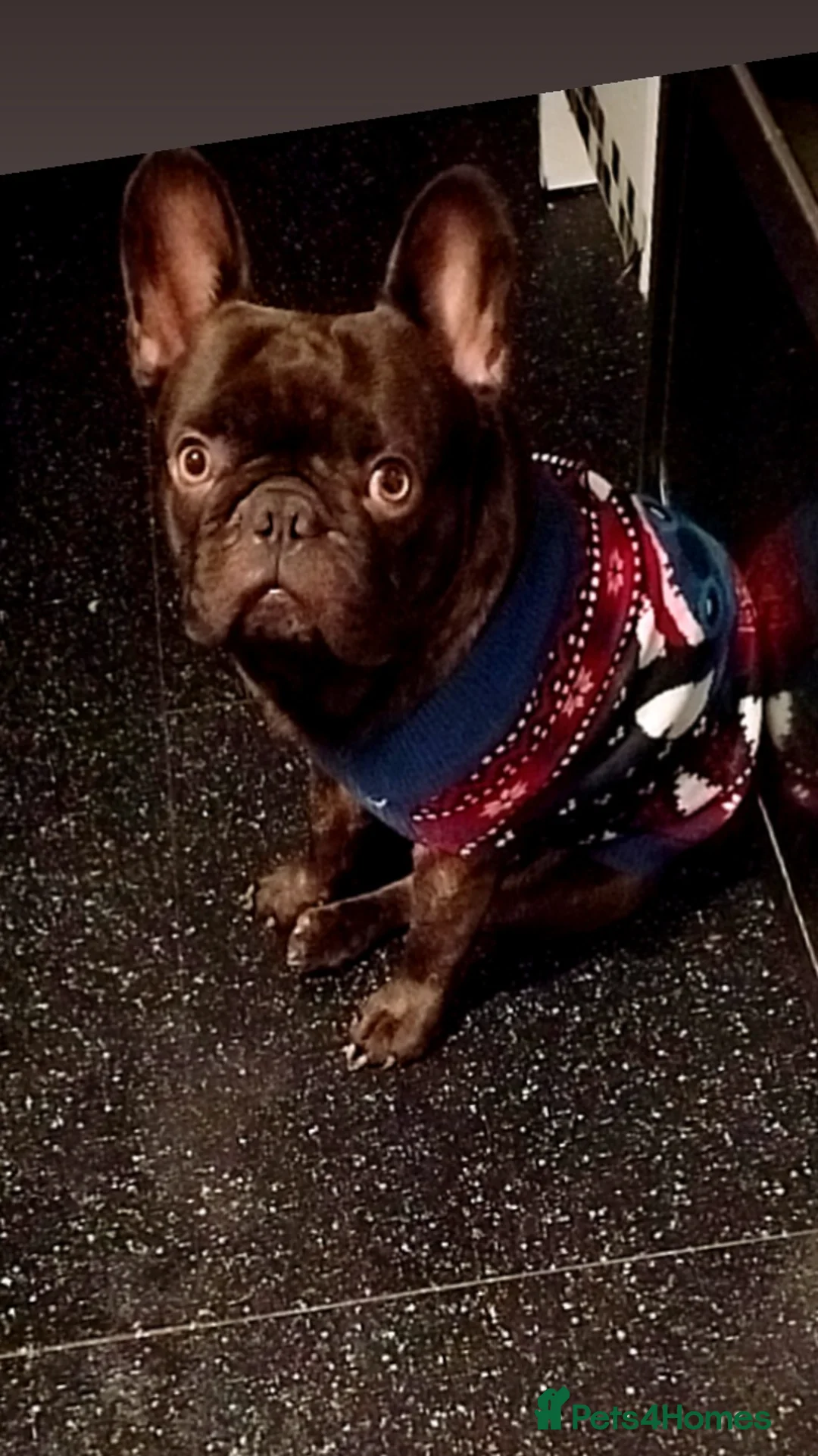 French Bulldog dogs for sale: French Bulldogs Need a Knowledgeable Home - Advert 6