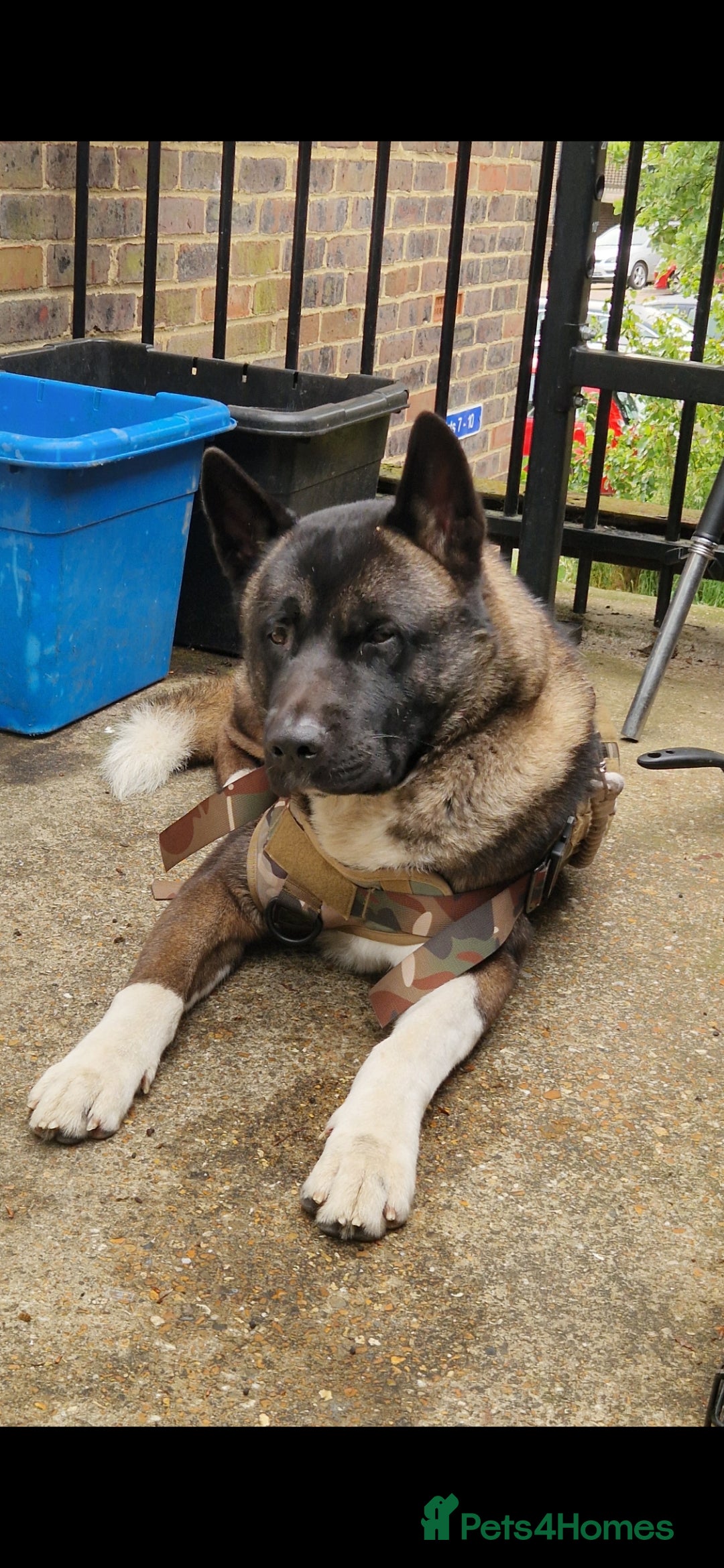 Akita dogs for sale: American akitas  - Advert 6