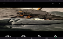 Dachshund dogs for sale: Dachshund male  for sale £500 - Advert 1