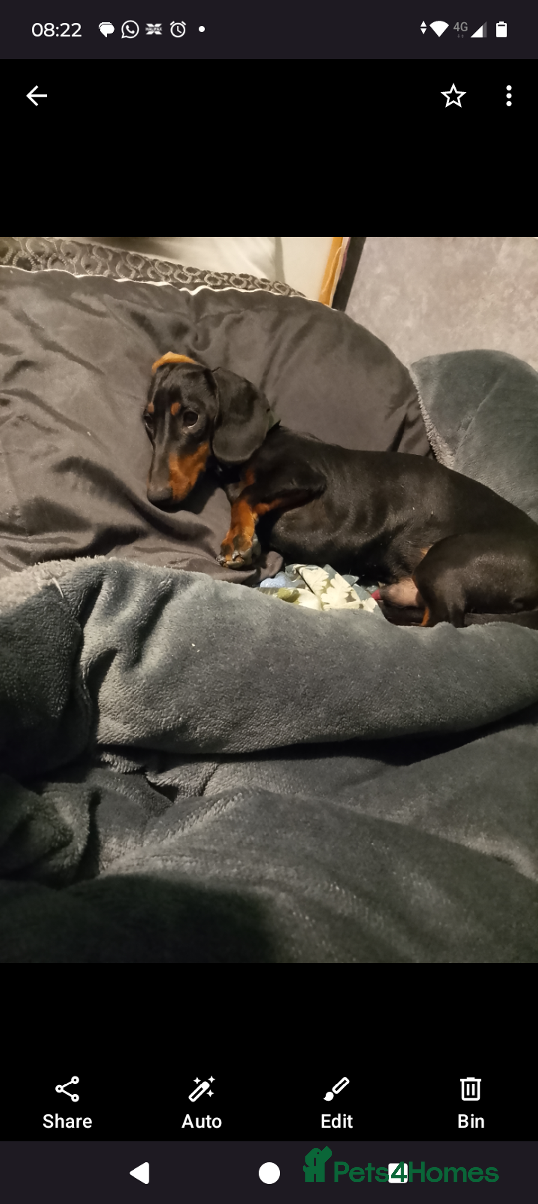 Dachshund dogs for sale: Dachshund male  for sale £500 - Advert 1