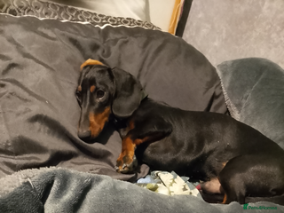 Dachshund dogs Dachshund male 8Months old for sale £400 - Advert 6
