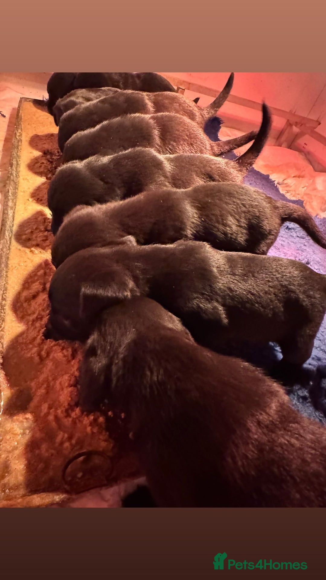 Labrador Retriever dogs for sale: Gorgeous Black Labrador Puppies  - Advert 7