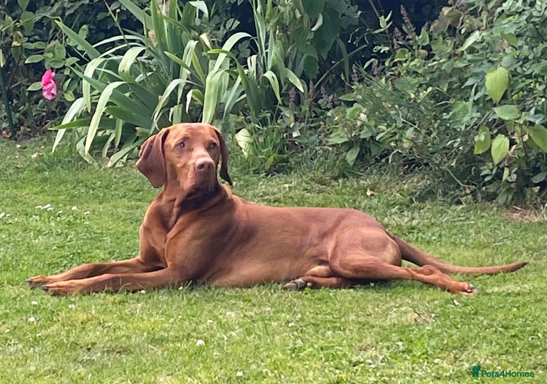 Hungarian Vizsla dogs for stud: KC registered, World Champion blood line stud.  in Horsham - Advert 7