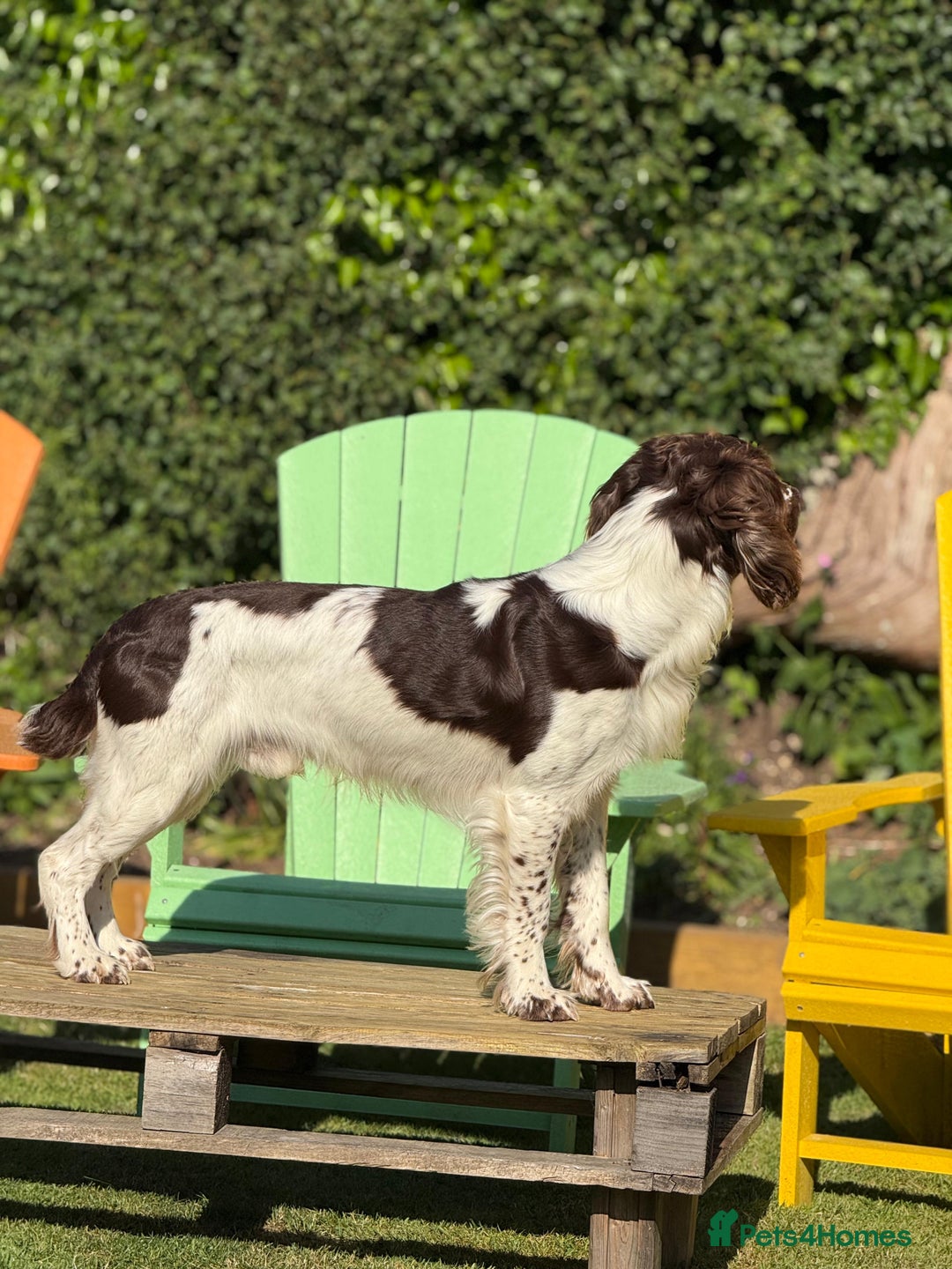 English Springer Spaniel dogs for sale: Springer Spaniel Puppies for sale  - Image 16
