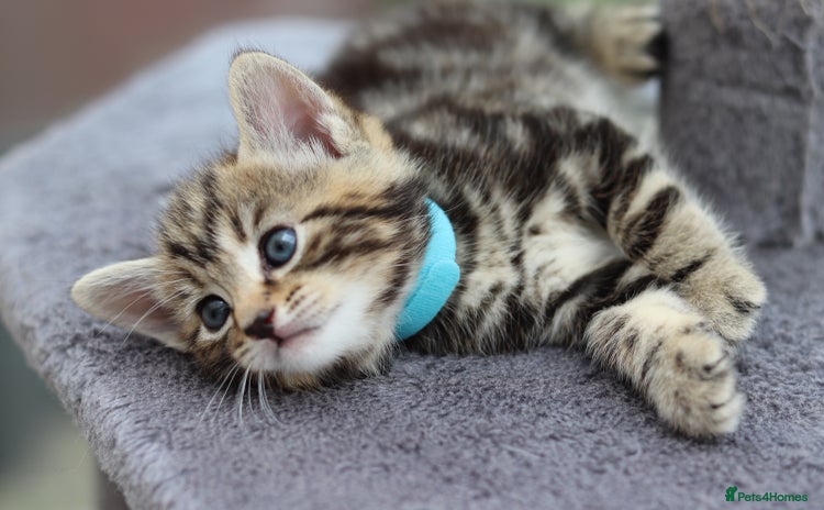 Mixed Breed cats - Advert 4