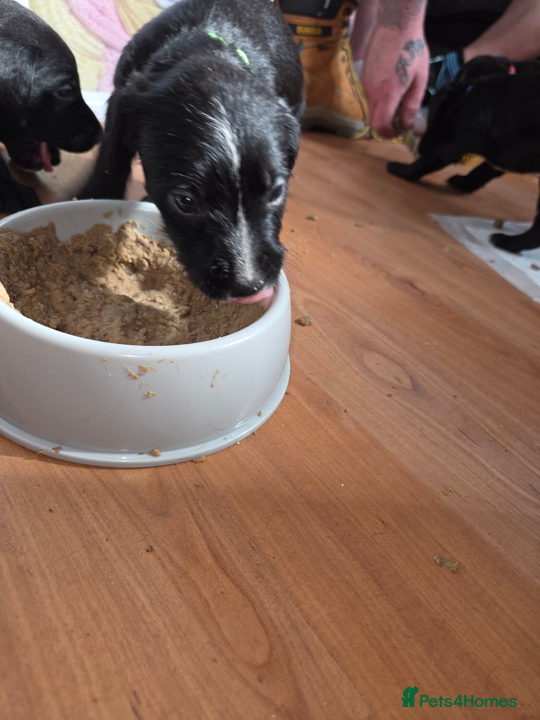 Mixed Breed dogs for sale: Labrador/irish wolf hound  - Image 8