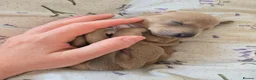 Italian Greyhound dogs for sale: 2 tiny KC registered Italian Greyhound boys - Advert 15