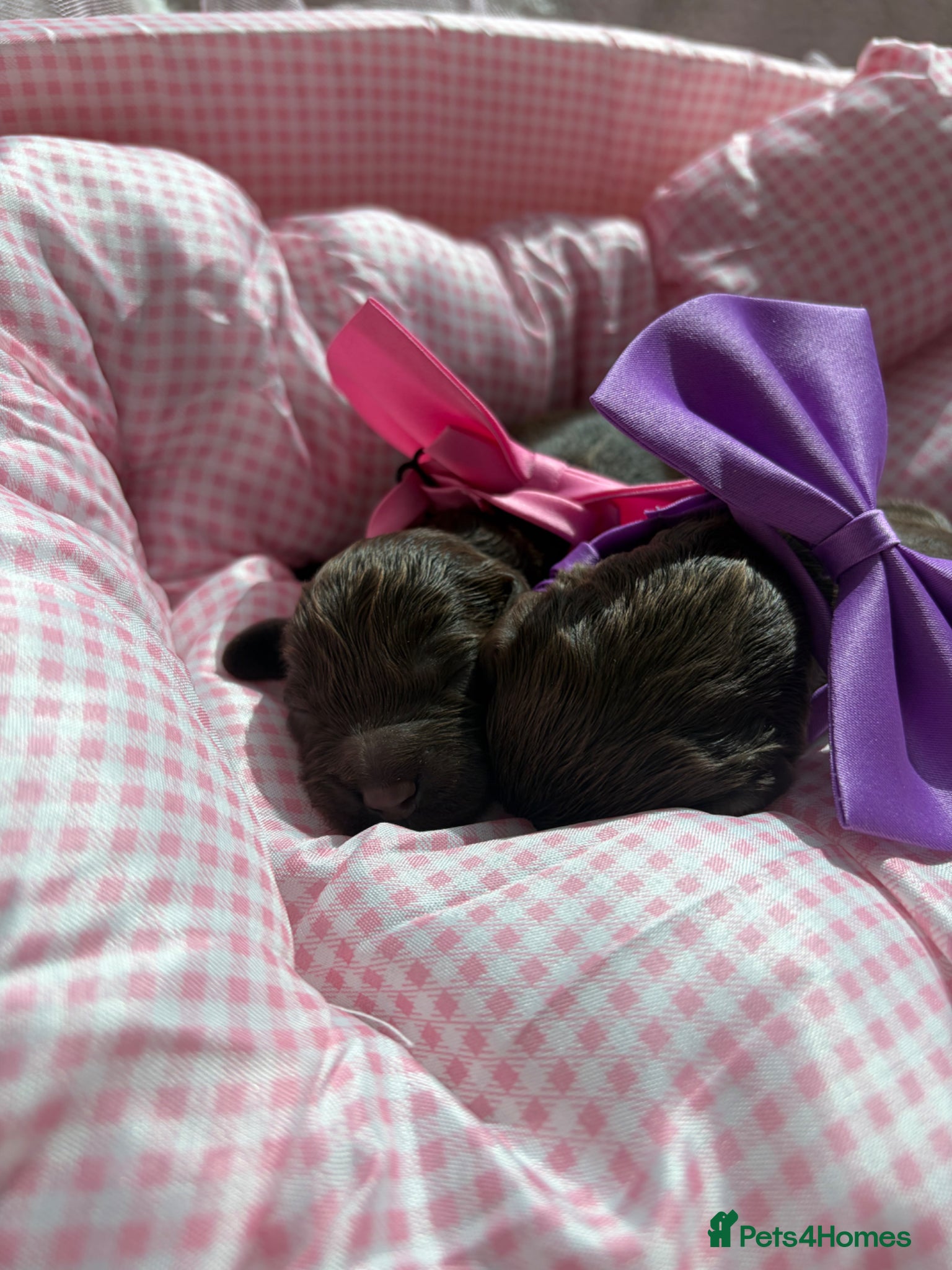 Cavapoo dogs for sale: F1 Chocolate Dream Cavapoos 🤎 - Advert 17