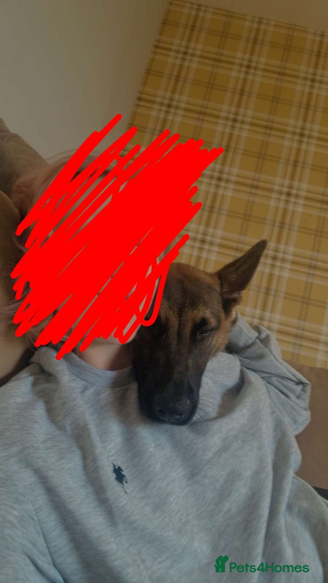 Belgian Shepherd Dog dogs for sale: Belgium shepherd for sale  - Advert 2