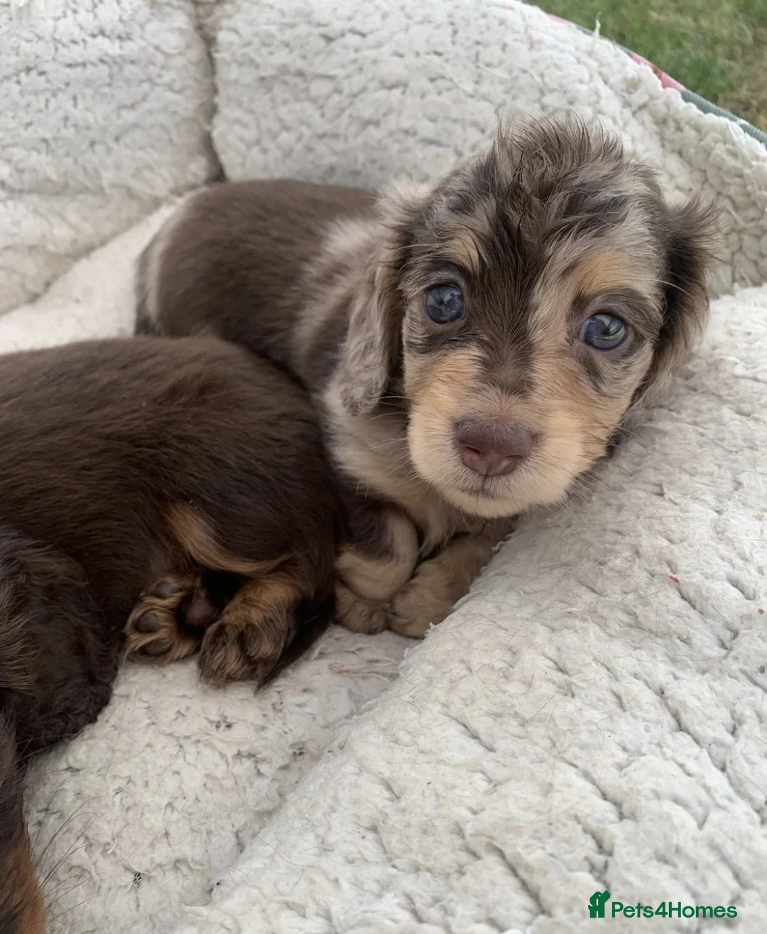 Miniature Dachshund dogs for sale: Long Haired Miniature Dachshund Pups - READY SOON! in Plymouth - Advert 1