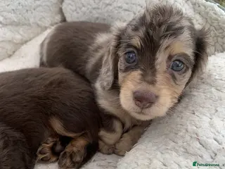 Miniature Dachshund dogs Long Haired Miniature Dachshund Pups - READY SOON! - Advert 1
