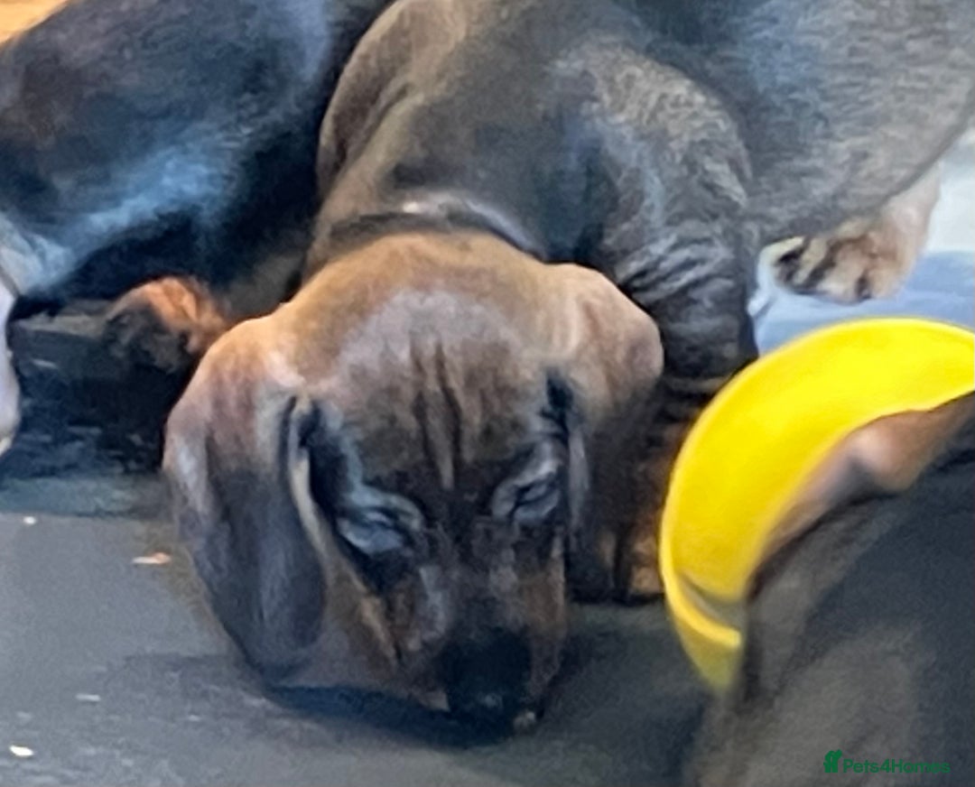 Dachshund dogs for sale: Working Teckel puppies for sale TWO ONLY LEFT - Image 13