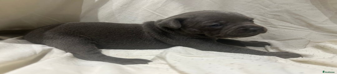 Staffordshire Bull Terrier Puppy 3
