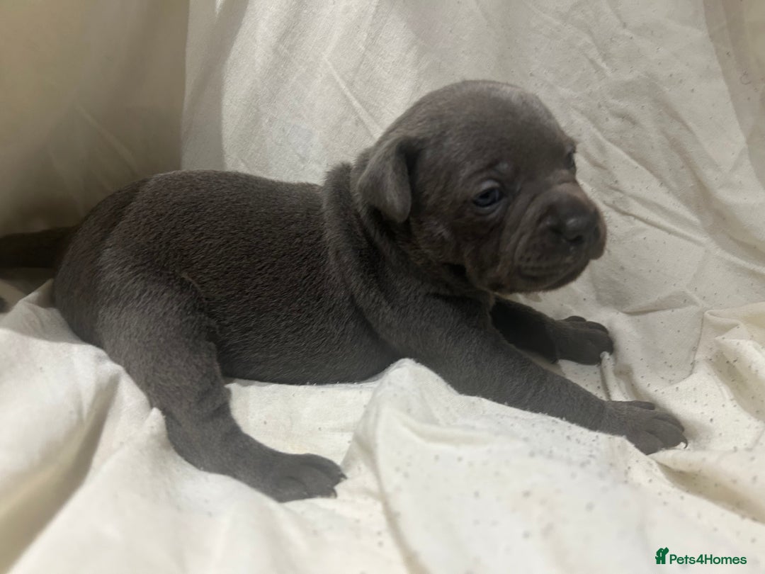 Staffordshire Bull Terrier dogs for sale: KC reg blue staffordshire bull terrier - Image 8