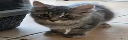 Mixed Breed cats for sale: 3 Norwegian Forrest x Persian Chinchilla kittens - Advert 11