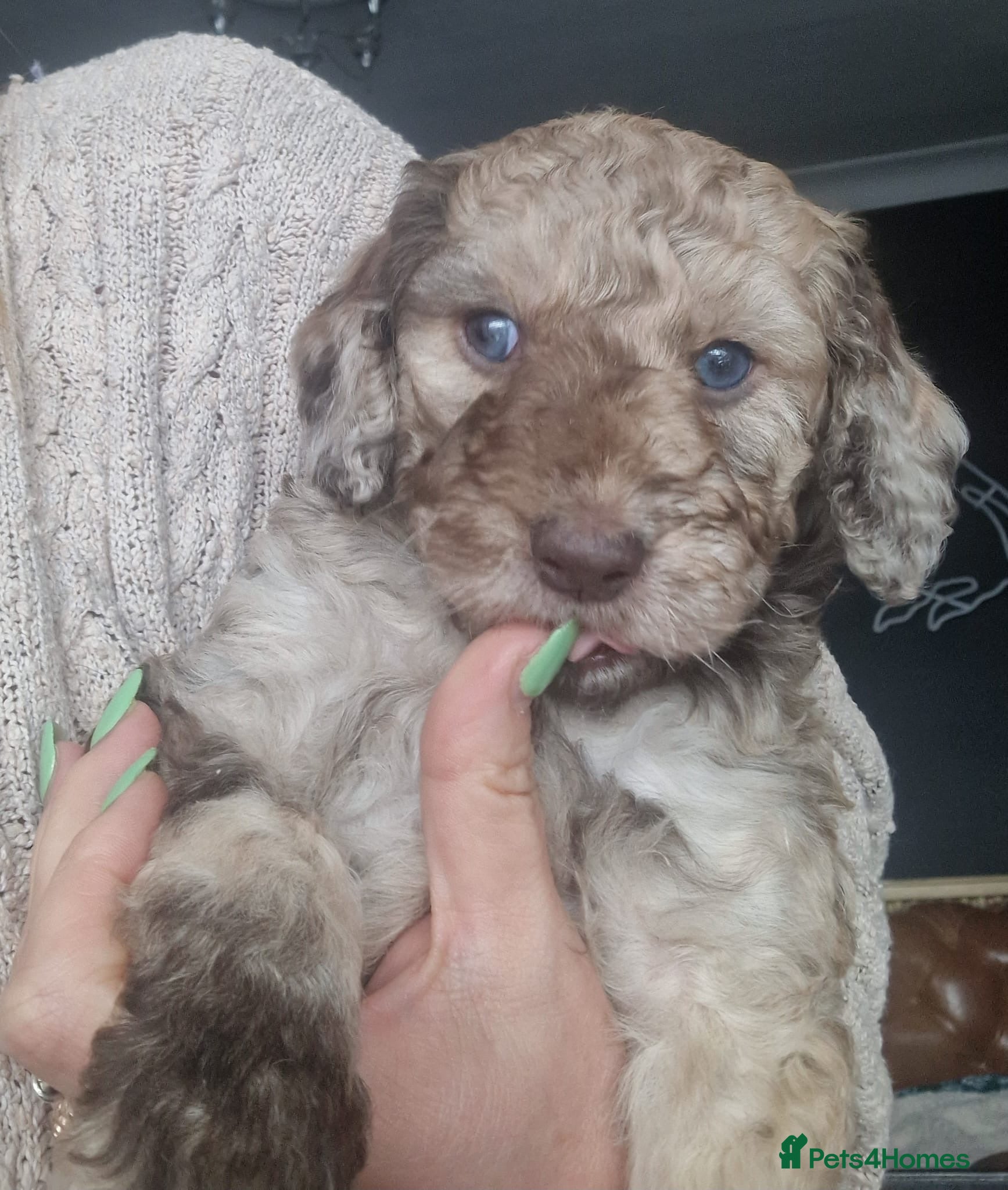 Mixed Breed dogs Gorgeous Multigen puppies - Advert 1