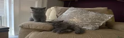 British Shorthair cats for sale: 2 confident vocal playful boys left one very big  - Advert 19