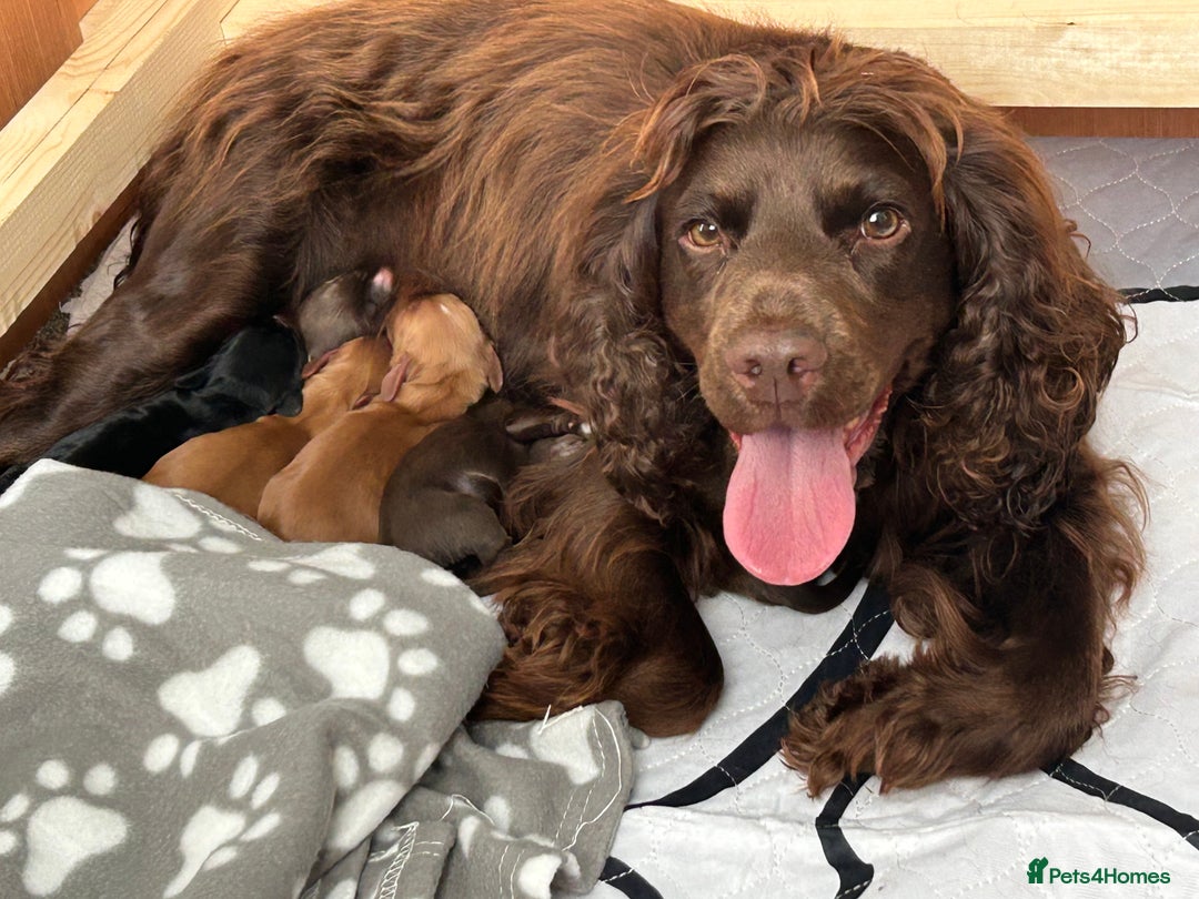 Cocker Spaniel dogs for sale: Cocker spaniel puppies - Image 11