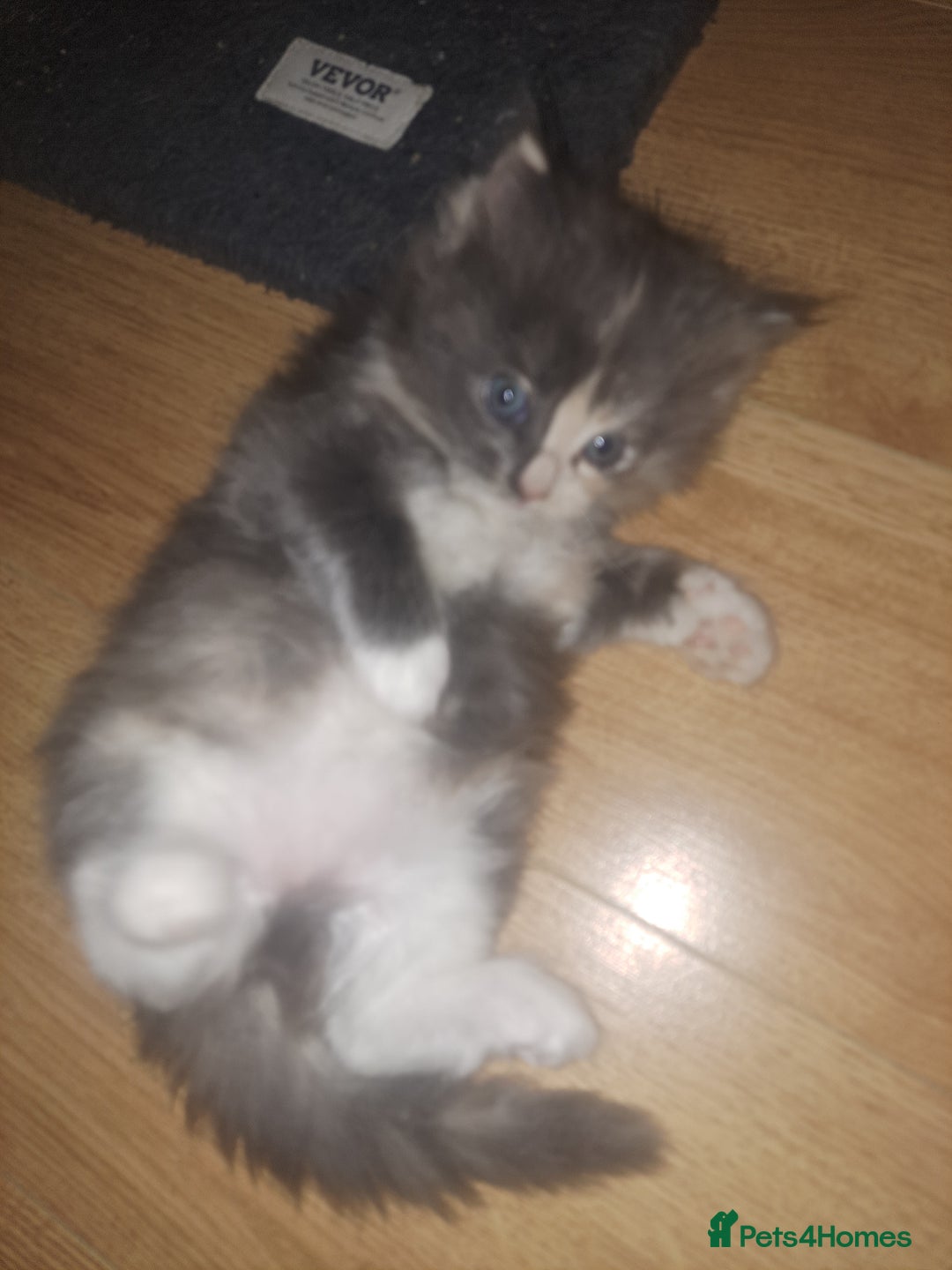 Mixed Breed cats for sale: Mix maine coon and ragdoll  - Advert 1