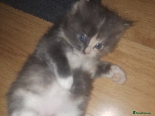 Mixed Breed cats Mix maine coon and ragdoll - Advert 1