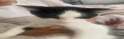 Mixed Breed cats for sale: Mother cat and her kittens - Advert 4