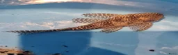 Plecos fish for sale: Queen Arabesque adult female plecos - Advert 3