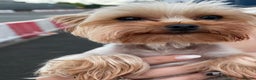 Yorkshire Terrier dogs for stud: My lovely boy for stud in West Bromwich - Advert 2